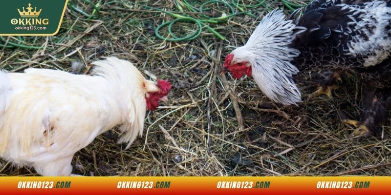 Các sảnh đá gà uy tín hợp tác cùng OKKING