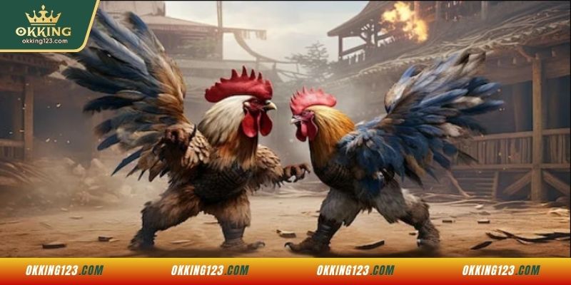 Cách nhận định kết quả kèo đá gà tại AOG OKKING