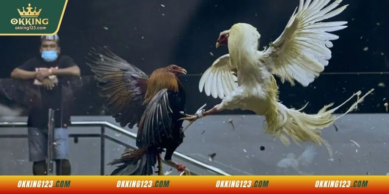 Giới thiệu đôi nét sảnh đá gà OKKING