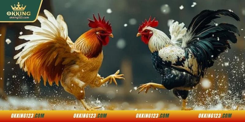 Giới thiệu sảnh đá gà AOG OKKING