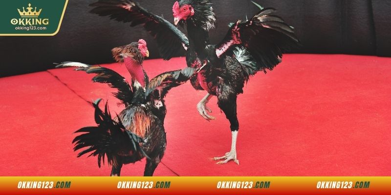 Giới thiệu về đá gà WS168 tại OKKING