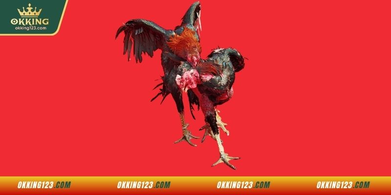 Kinh nghiệm chơi đá gà tại sảnh WS168 trúng đậm