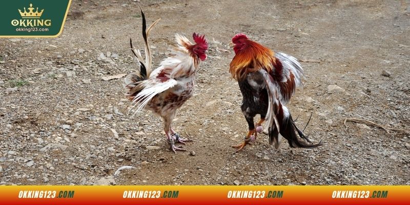 Một số thể loại đá gà nổi bật tại nhà cái OKKING
