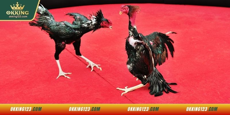Quy tắc đặt cược tại sảnh đá gà WS168 OKKING