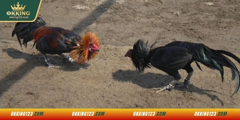 Vì sao nên tham gia cá cược đá gà tại OKKING?